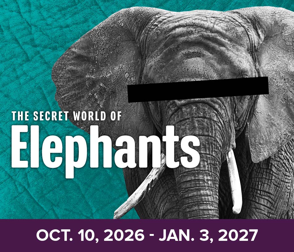 Fernbank Secretelephants Exhibitindex