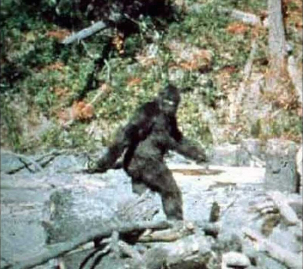 GIANT STEPS: A still from the famous Patterson–Gimlin film of an alleged Sasquatch in Northern California circa 1967.