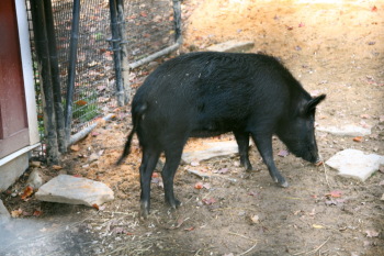 Carolina, Ossabaw Island Hog